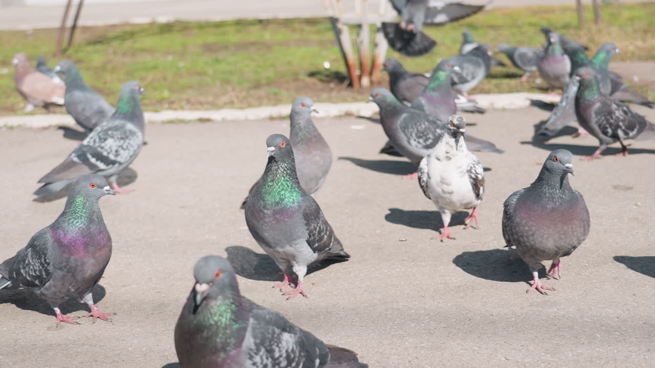 Large flock of pigeons gathered on paved urban walkway, some standing while others land, iridescent necks shimmering under sunlight, shadows stretching across concrete with patches of grass