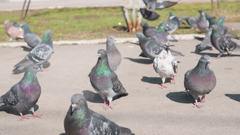 large flock of pigeons gathered on paved urban walkway, some standing while others land, iridescent necks shimmering under sunlight, shadows stretching across concrete with patches of grass