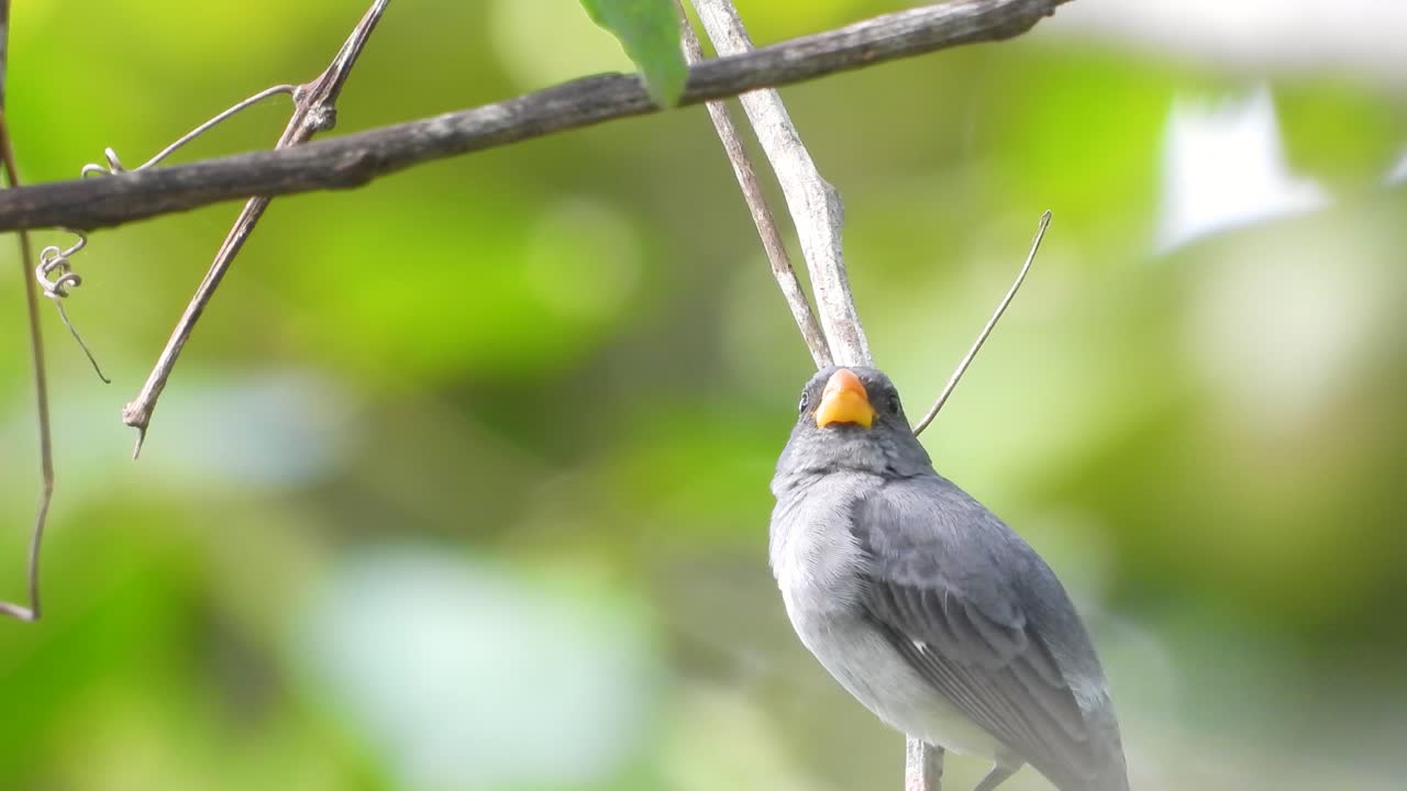 avistamiento de semillero de color pizarra en los bosques tropicales colombianos