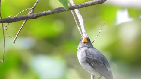 Slate-colored-Seedeater-sighting-in-the-Colombian-rainforests