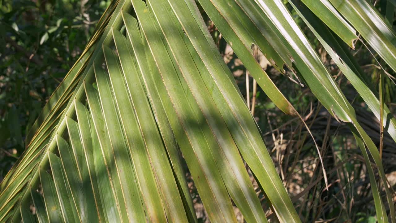 Detail of palm leaves and vegetation in sunny area.