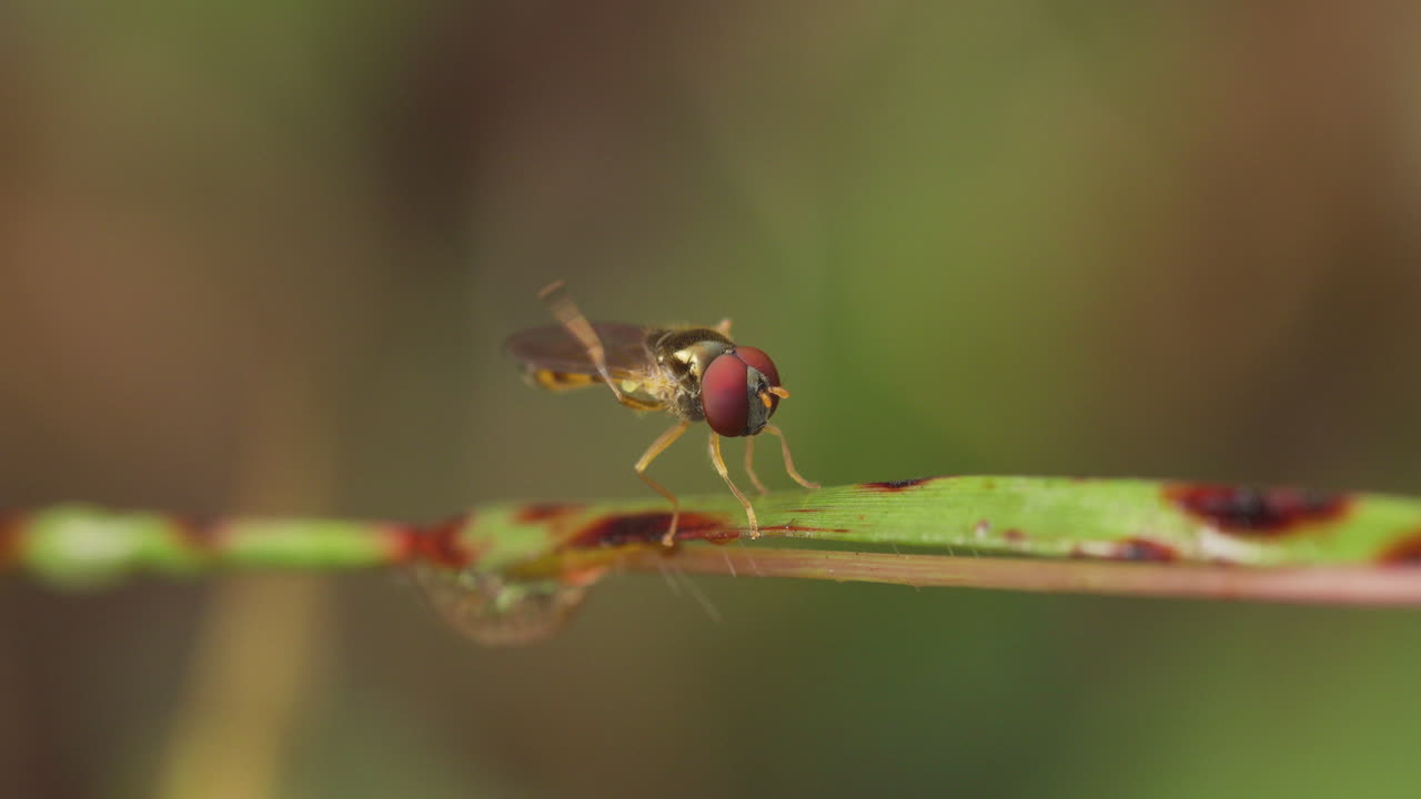 mosca voladora sentada en una hoja de hierba limpiando sus ojos en una mañana de invierno con sus pies