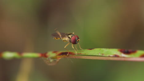 mosca voladora sentada en una hoja de hierba limpiando sus ojos en una mañana de invierno con sus pies