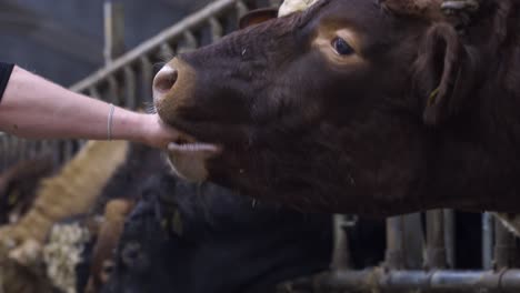 person feeding brown red norwegian cattle cow with hand indoors in the morning,close up shot