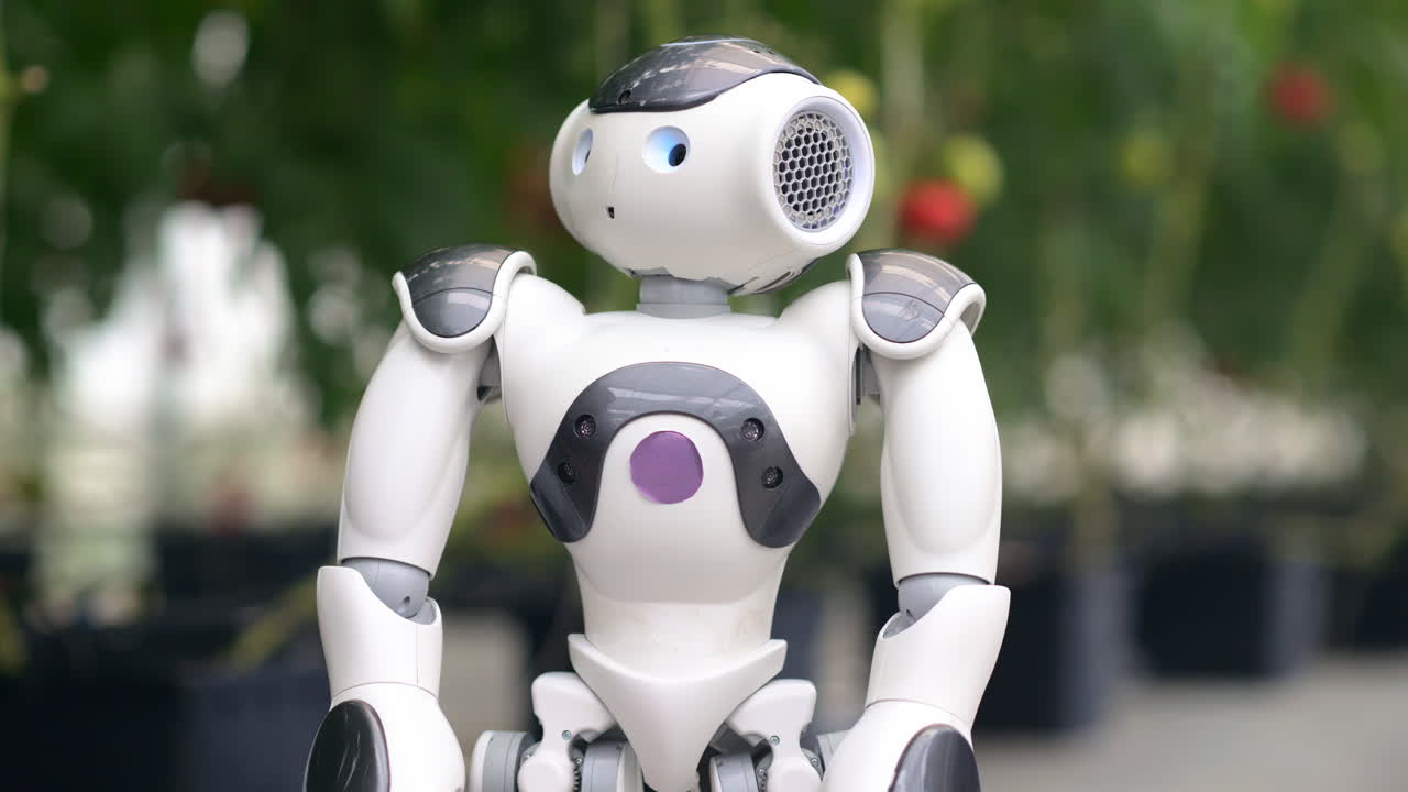 Humanoid robot dropping a tomato in a man's hand in a greenhouse farm