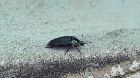 Primer-Plano-Del-Escarabajo-Oscuro-Descansando-En-El-Suelo