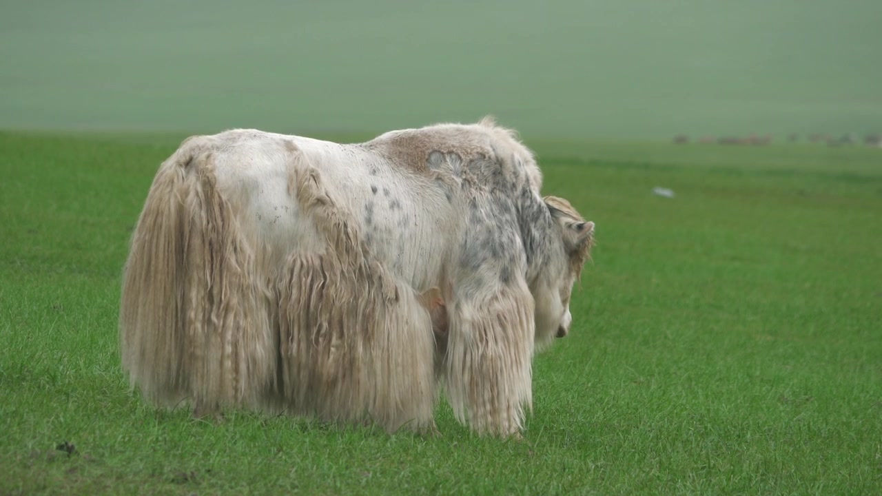 Yak bianco che pascola in un prato verde