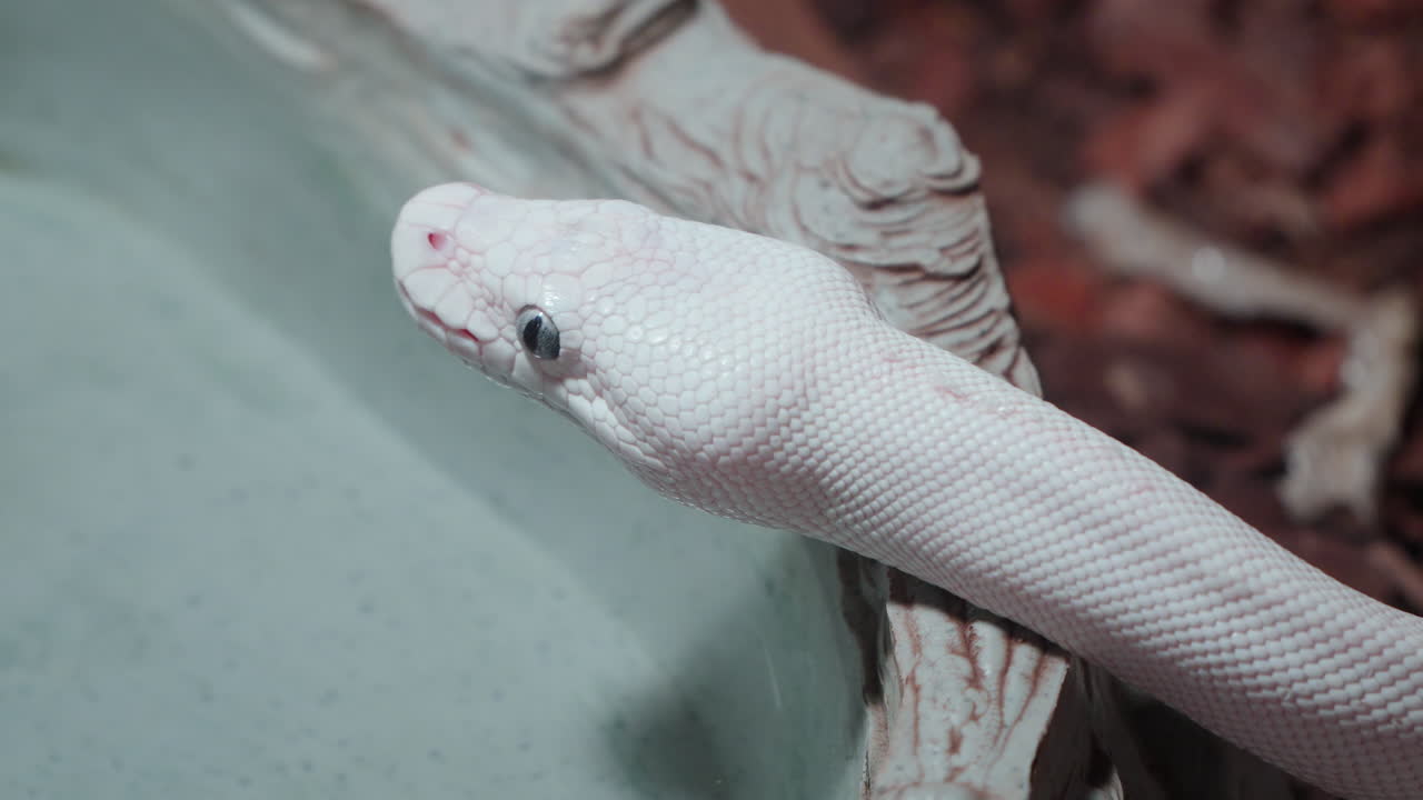 Closeup of Snow Albino Ball Python Showing Tongue in Daejeon Aquarium