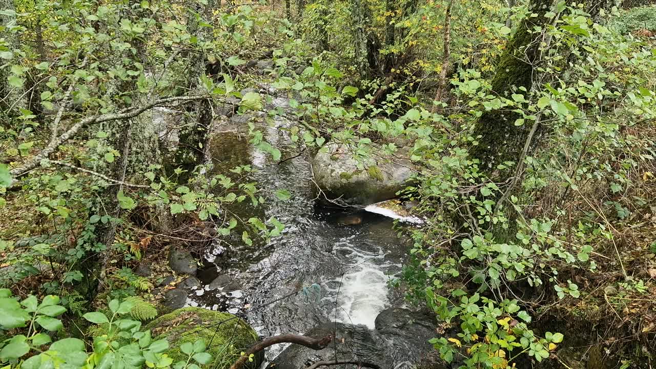 Krystalklart vand, der strømmer over mosbegroede klipper i en lille bjergstrøm i Sierra de Gredos, Salamanca, Spanien. Frodigt, grønt skovmiljø.