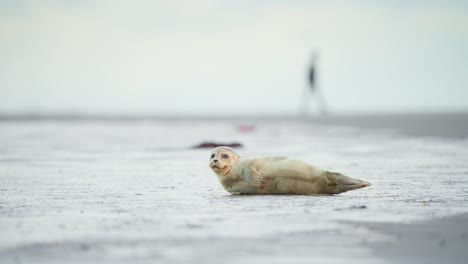 Foca-De-Puerto-Bebé-Descansando-En-La-Playa,-Mirando-A-Su-Alrededor-Con-Cansancio