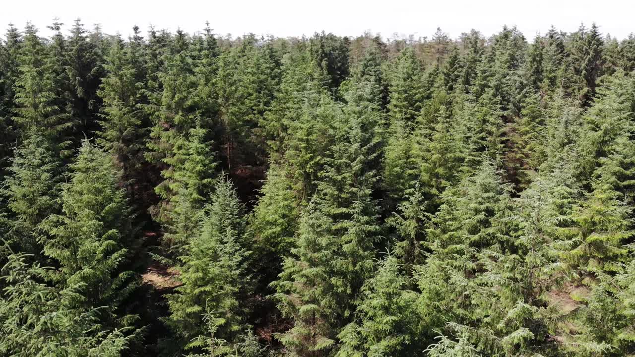 Aerial view capturing a dense evergreen forest enveloping Staple Hill in the Blackdown Hills, Somerset and Devon, England