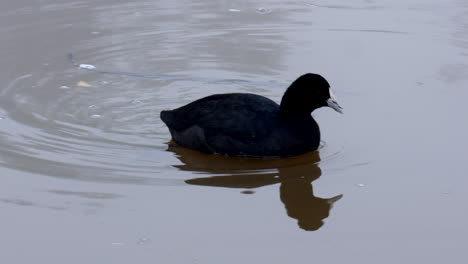 pájaro focha australiana nadando en un río