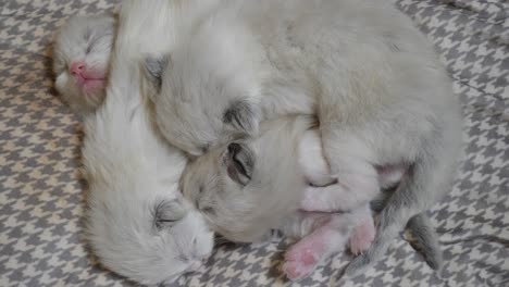 네 마리의 래그돌 새끼 고양이 가족 형제자매