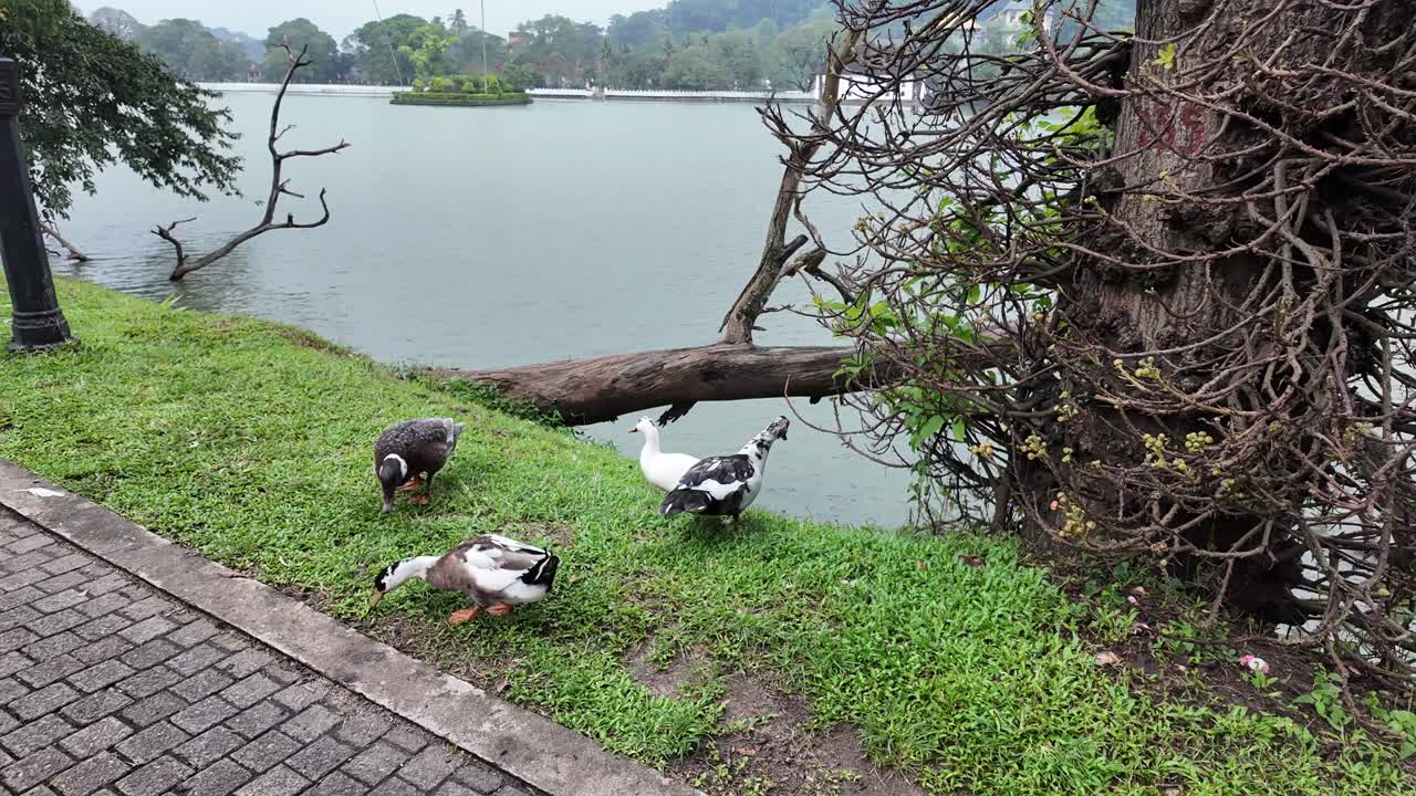 4K Video of ducks hanging out near Kandy Lake in Kandy City, Sri Lanka