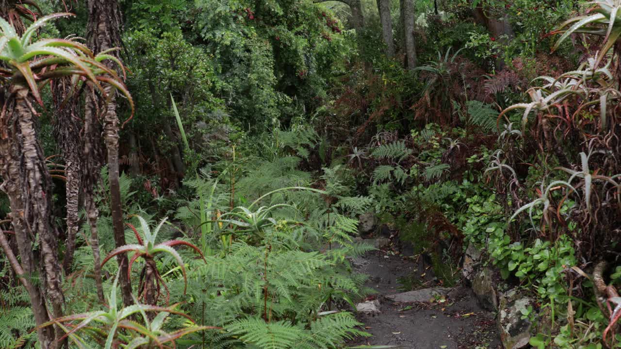젖은 길은 이른 비가 내린 후 울창한 숲으로 사라집니다
