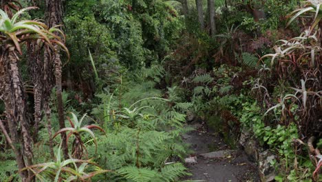 un camino húmedo desaparece en un bosque denso después de una lluvia anterior