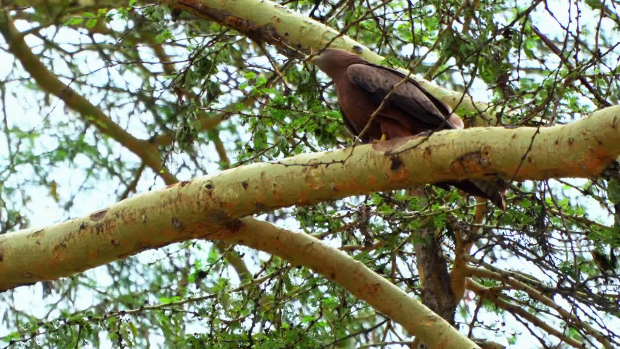 el águila marrón frota su pico en la rama de un árbol de fiebre