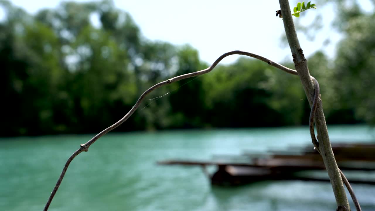 A dried vine on the background of an old pier on pontoons at the riverbank.