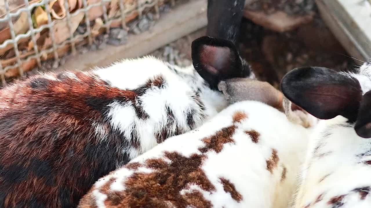 A close-up view of three spotted rabbits nestled closely within a fenced area.
