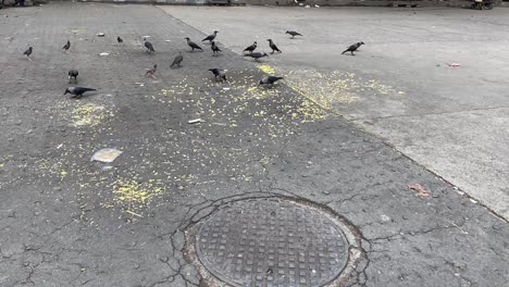 número de cuervos indios hambrientos comiendo comida en el camino