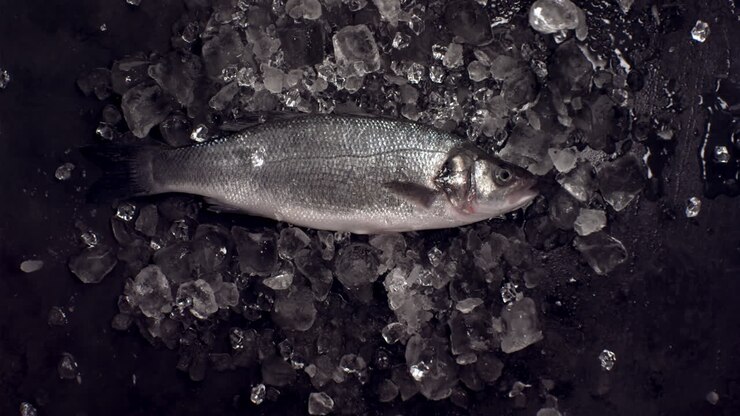 SLOW MOTION Overhead flat lay, ice pieces falling onto raw salmon fish. Shot with high speed camera, 420 FPS