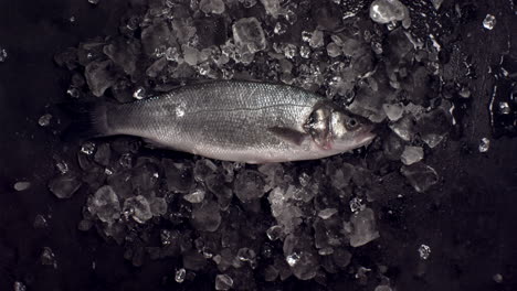 cámara lenta sobre la cabeza plana, pedazos de hielo cayendo sobre el pescado de salmón crudo. disparado con cámara de alta velocidad, 420 fps