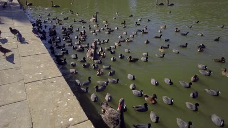 bandadas de cisnes negros y patos salvajes están nadando en un estanque en el parque centenario
