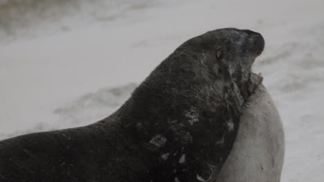 aggressive new zealand sea lions on the sandy shore of sandfly bay in dunedin, new zealand