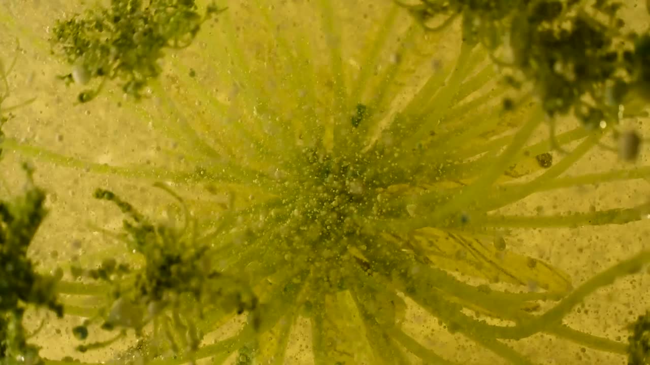 experimentos de botánica líquida alienígena en movimiento con burbujas y escombros en profundidad extrema 60fps