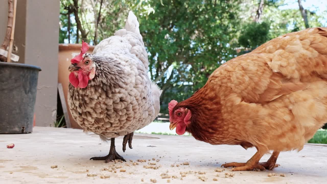 Two happy, fat, free range, back yard chickens eating pellets