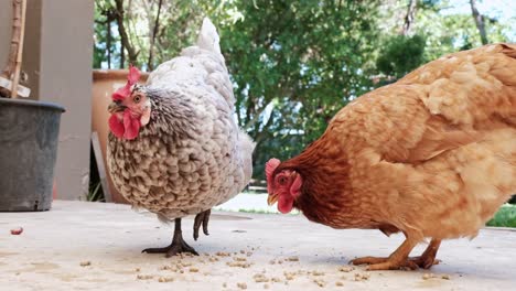 two happy, fat, free range, back yard chickens eating pellets