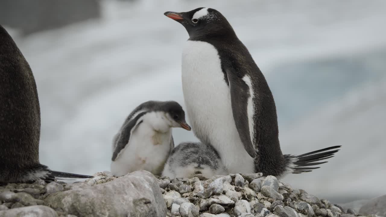 mamá pingüino con dos pollitos en la playa, impresionante ubicación con glaciar en el fondo