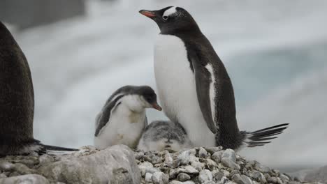 Penguin-mum-with-two-chicks-on-beach,-stunning-location-with-glacier-in-background