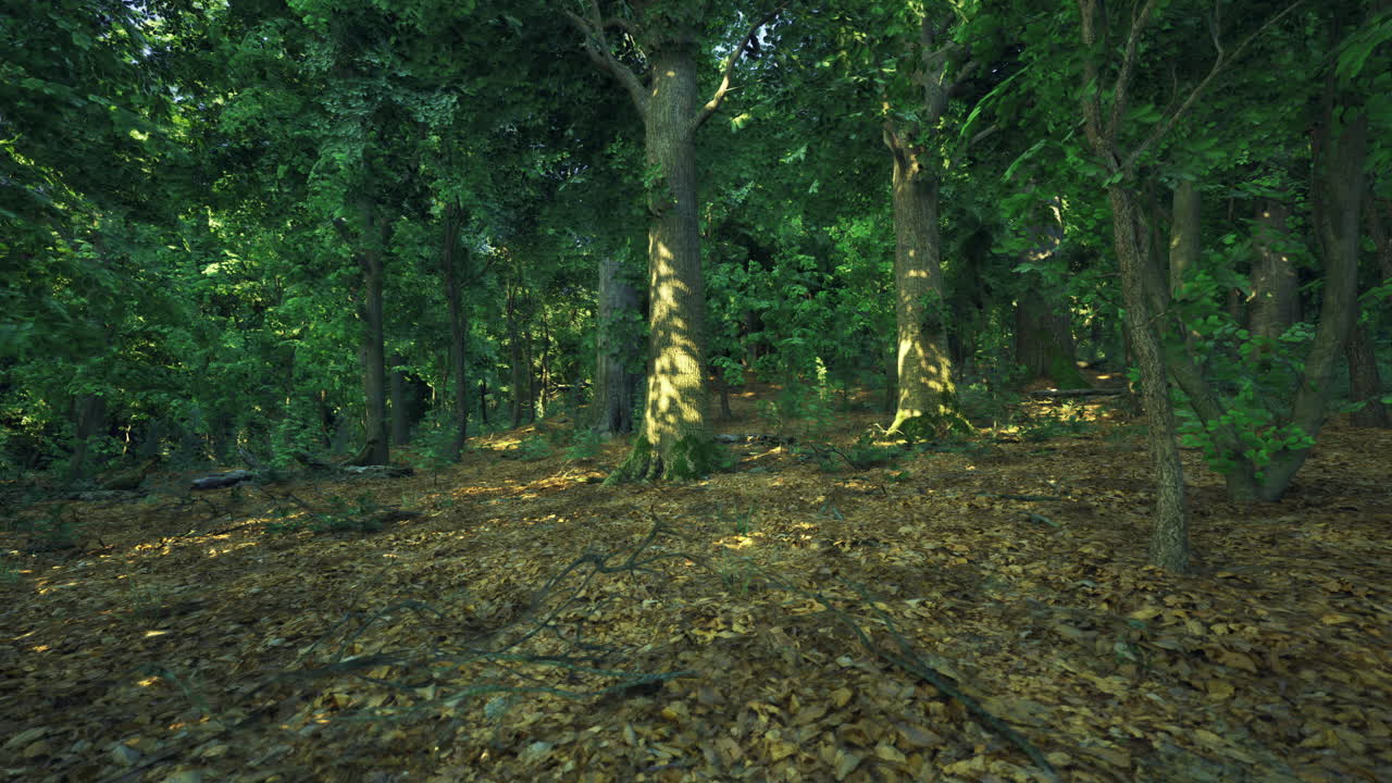 Exploring a serene forest with lush greenery and scattered foliage