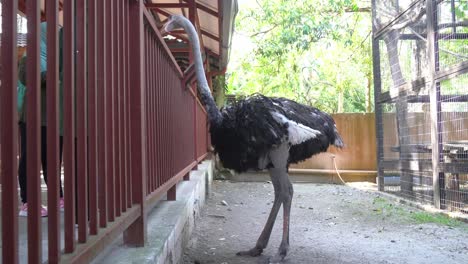 turista alimentando a mano al avestruz común no volador y domesticado, struthio camelus en el santuario de vida silvestre cerrado en el parque de vida silvestre de langkawi, malasia, sudeste de asia