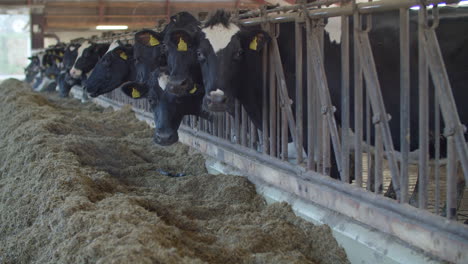 cows in a farm. dairy cows