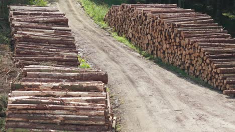 aerial, bird's eye view drone footage of cut and stacked trees, deforestation in a forest with cut down trees