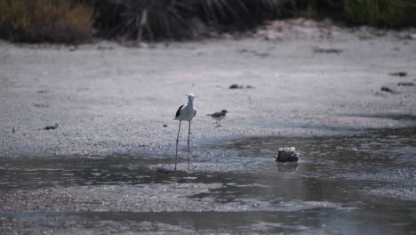 Black-winged-stilt-wader-bird-standing-on-wet-gravel-shore,-Camargue