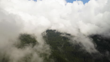 una gruesa capa de nubes se levanta de los árboles en el icónico bosque de pnw en el estado de washington.