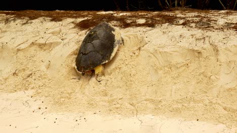 tortuga marina escalando una empinada colina arenosa para poner huevos