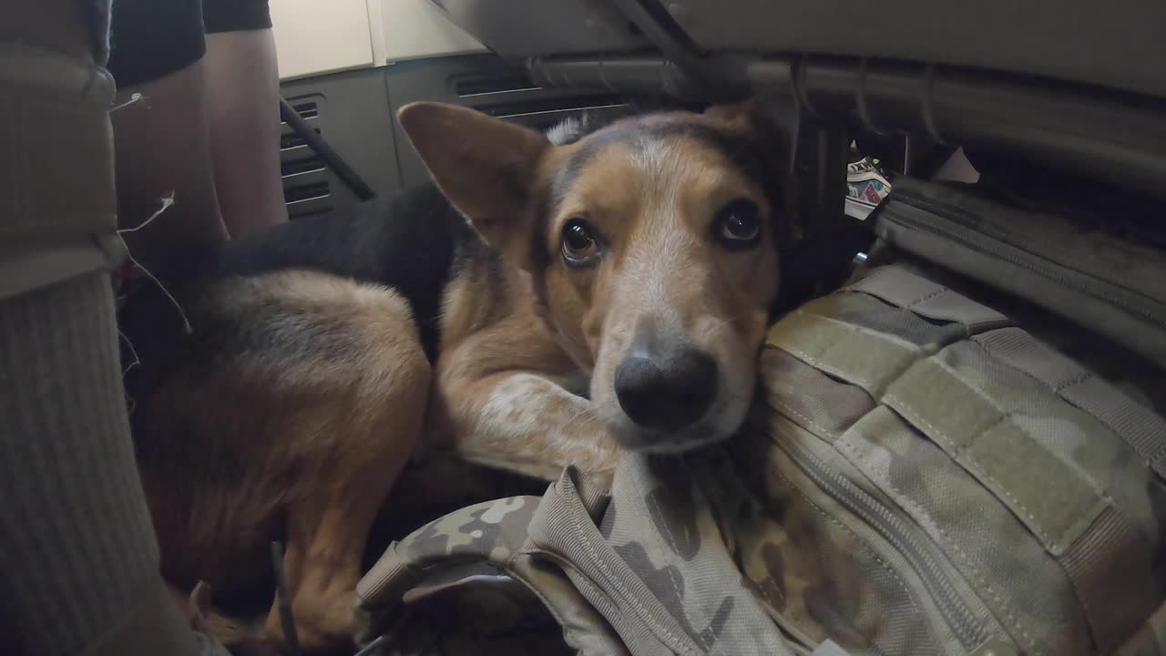 Sad dog patiently crouched under airplane seat as the plane takes off