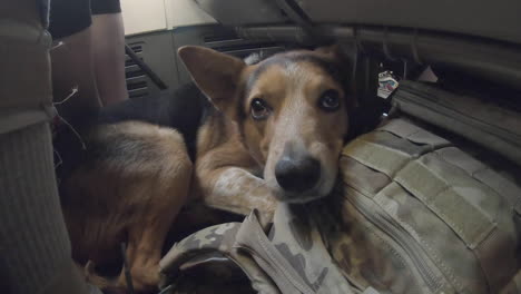 sad dog patiently crouched under airplane seat as the plane takes off