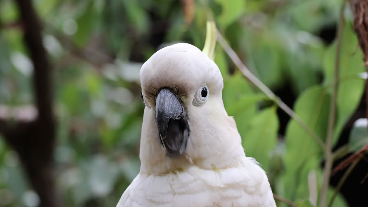 cacahuete interactuando y alimentándose entre el follaje verde