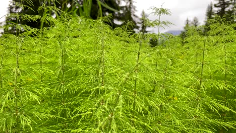 panning shot of vibrant green plants growing in mountains of austria,close up