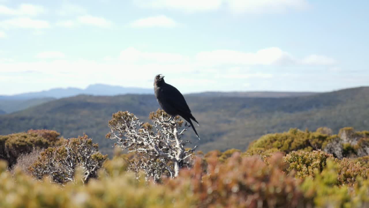 impresionante pájaro currawong negro encaramado en un poste blanco con fondo amarillo y cordillera como fondo