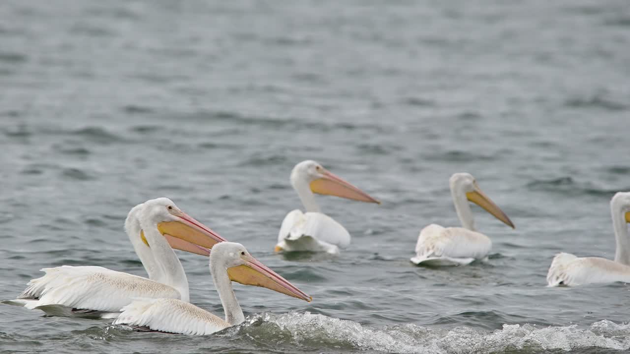 Amigos Emplumados de Outono: Pelícanos-brancos-americanos em Cooney Bay, Kamloops