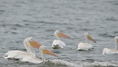 Amigos-Emplumados-Del-Otoño:-Pelícanos-Blancos-Americanos-En-Cooney-Bay,-Kamloops.