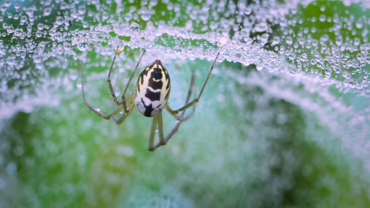Close-up van spin (Linyphia hortensis) op web die zijn prooi opeet