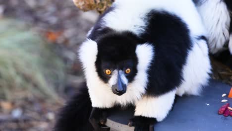 un lémur comiendo comida en el zoológico de melbourne