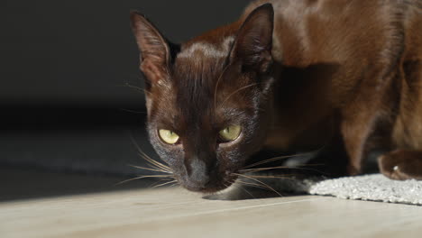 cat sniffing floor outside. close up of pet cat resting in the house. cat in living room. animals concept
